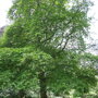 Platanus orientalis 'Digitata'